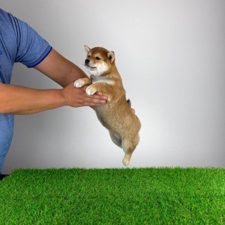 Törzskönyves Shiba Inu kiskutya