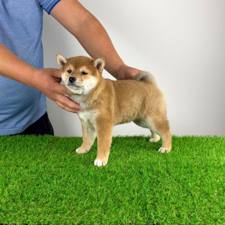 Törzskönyves Shiba Inu kiskutya