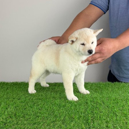 Törzskönyves Shiba Inu kiskutya