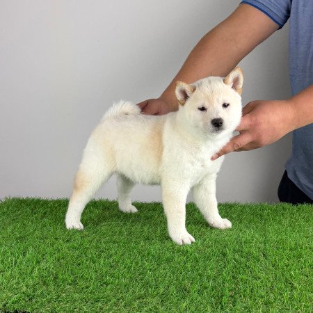 Törzskönyves Shiba Inu kiskutya