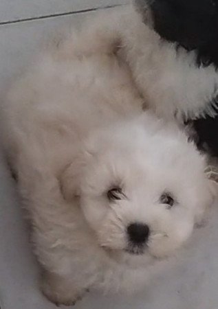 Bichon havanese