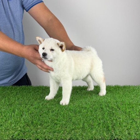 Törzskönyves Shiba Inu kiskutya