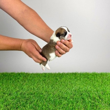 Pembroke Welsh Corgi