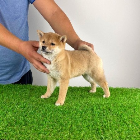 Shiba Inu