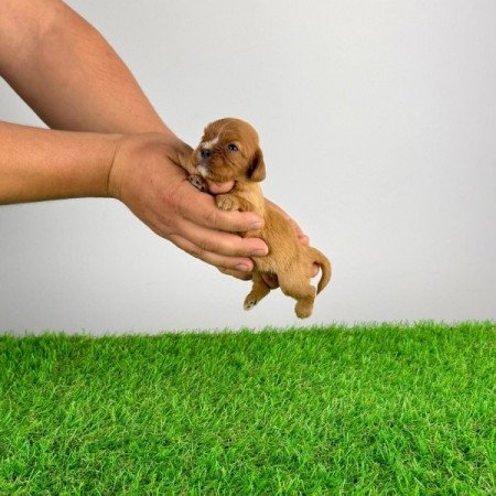 Cavalier King Charles spániel