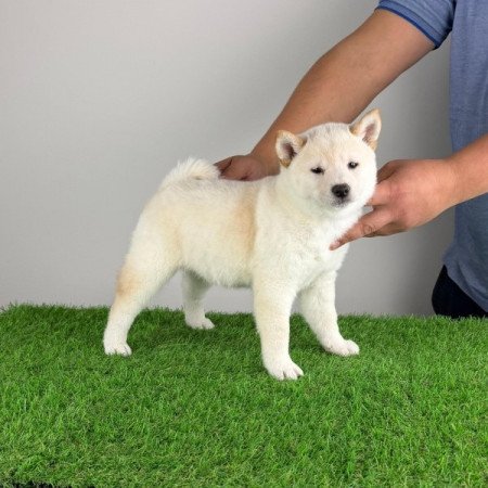 Shiba Inu