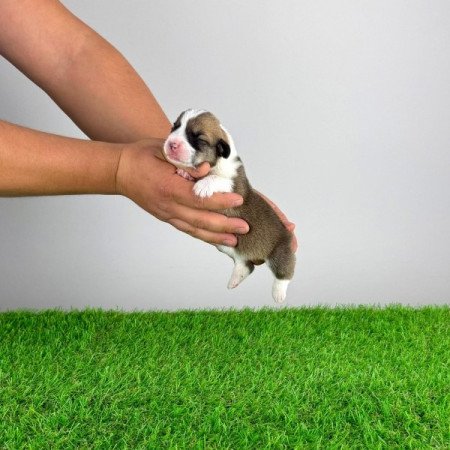 Pembroke Welsh Corgi