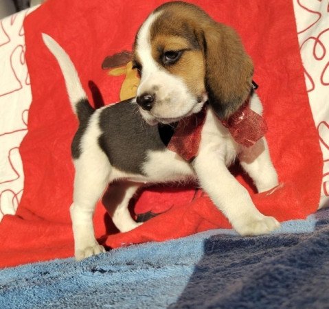 Beagle