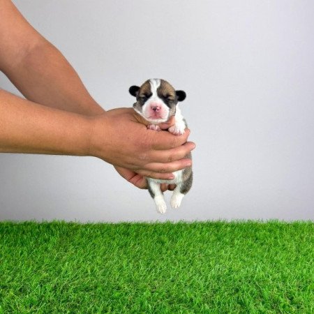 Pembroke Welsh Corgi