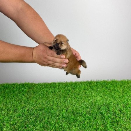 Pomerániai törpespitz