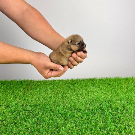 Pomerániai törpespitz