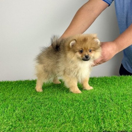 Pomerániai törpespitz