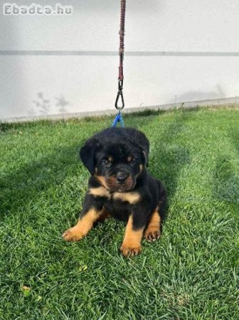 Rottweiler kölykök