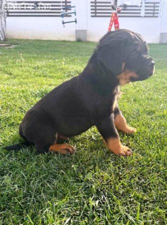 Rottweiler kölykök