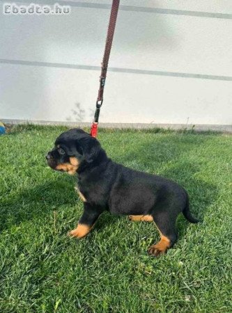 Rottweiler kölykök