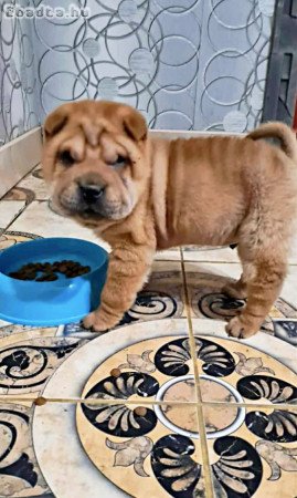 Shar-pei kölyök kutyus gazdit keres