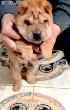 Shar-pei kölyök kutyus gazdit keres