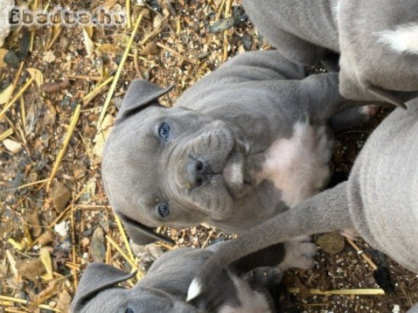 Kék Amerikai Staffordshire Terrier kölykök