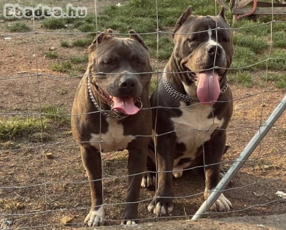 Kék Amerikai Staffordshire Terrier kölykök