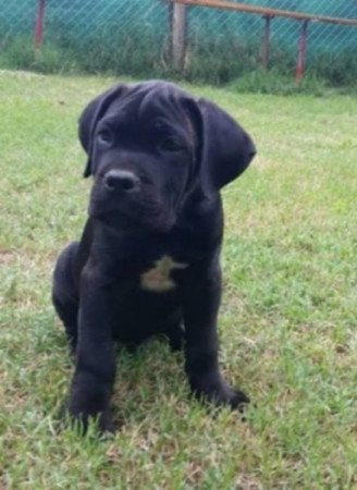 Cane corso