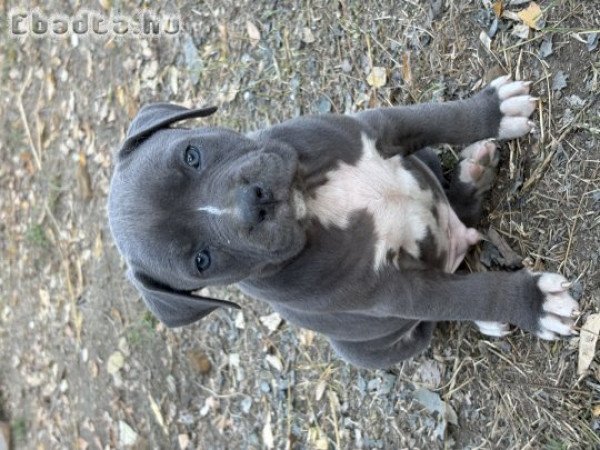 Kék amstaff kölykök