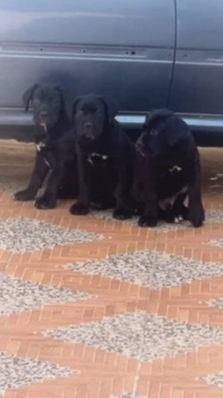 Cane corso