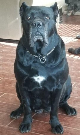 Cane corso