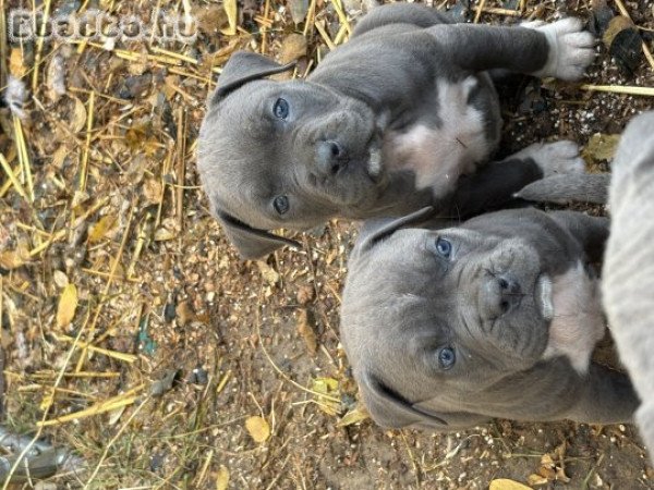 Kék amstaff kölykök