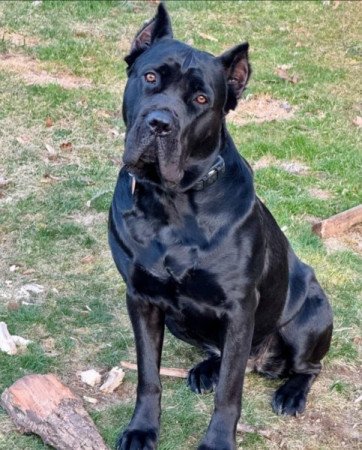 Cane corso
