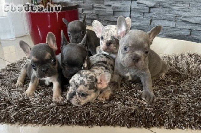 Francia bulldog kiskutyák