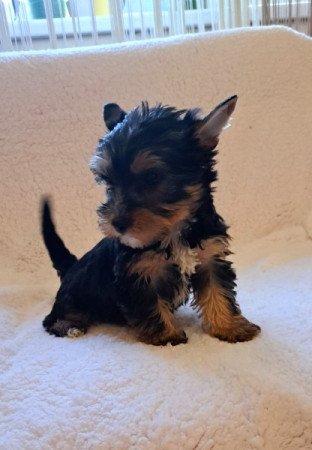 Yorkshire terrier