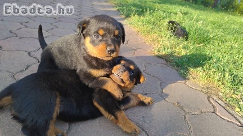 rottweiler kölykök