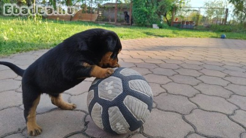 rottweiler kölykök