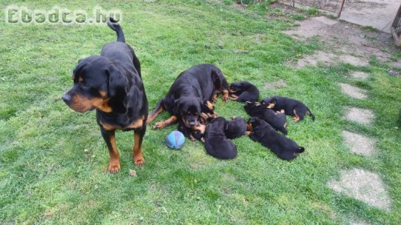 rottweiler kölykök