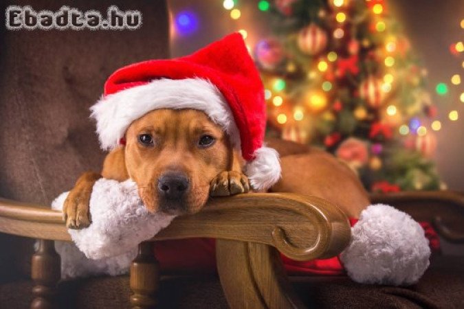 KUTYA ISKOLA Győrszentivanon