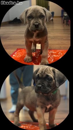 Cane Corso kutyusok törzskönyves szülőktöl