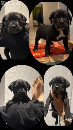 Cane Corso kutyusok törzskönyves szülőktöl