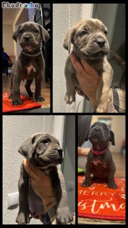 Cane Corso kutyusok törzskönyves szülőktöl