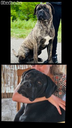 Cane Corso kutyusok törzskönyves szülőktöl