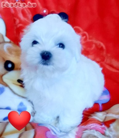 Gyönyörűszép  Bichon Havanese kis méretű kiskutyák