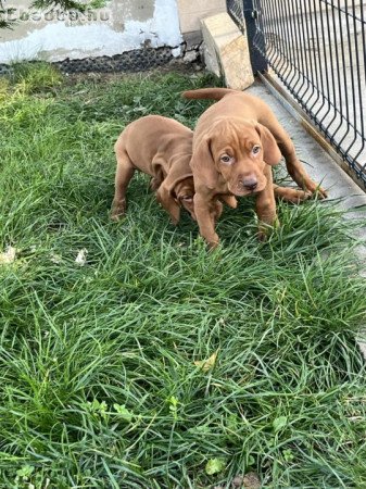 Magyar vizsla jellegű kiskutyák eladók