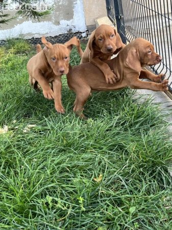 Magyar vizsla jellegű kiskutyák eladók