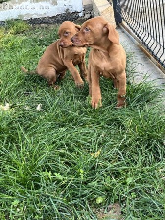 Magyar vizsla jellegű kiskutyák eladók
