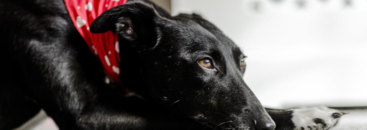 A téli időjárás hatása a kutyák viselkedésére