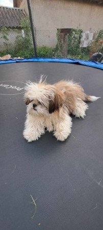 Shih -tzu