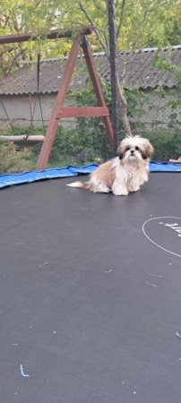 Shih -tzu