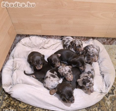 Fajtatiszta tacskó kölykök