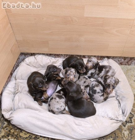 Fajtatiszta tacskó kölykök