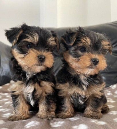 Yorkshire terrier