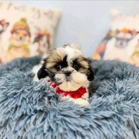 shih tzu kölykök